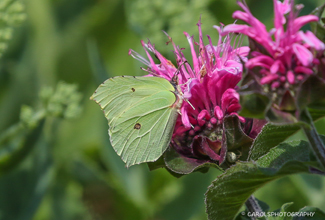 BRIMSTONE (Gonepteryx rhamni) 